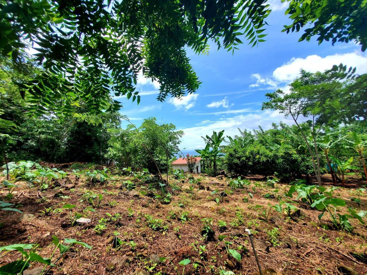 Villa The Jungle à Mérida Extérieur photo